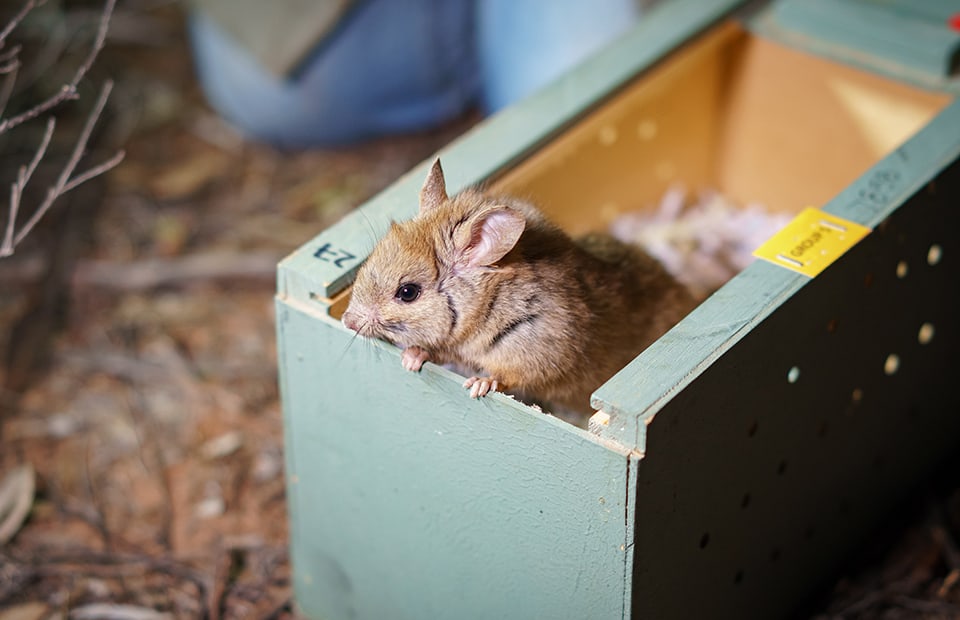 Adelaide Zoo greater stick-nest rat release