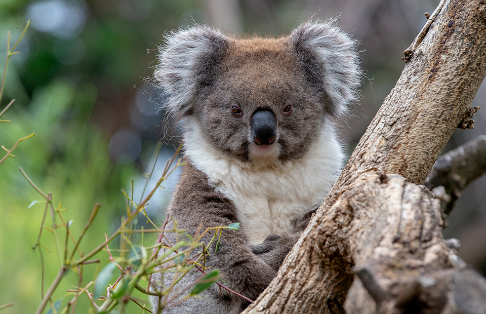 Adelaide Zoo covid closure koala