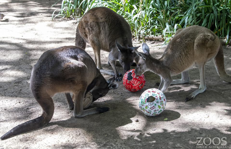 Kangaroos at Christmas, Adelaide Zoo image: Adrian Mann