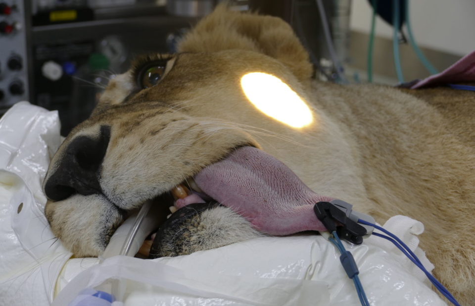 Eye treatment for lioness Amani at Adelaide Zoo