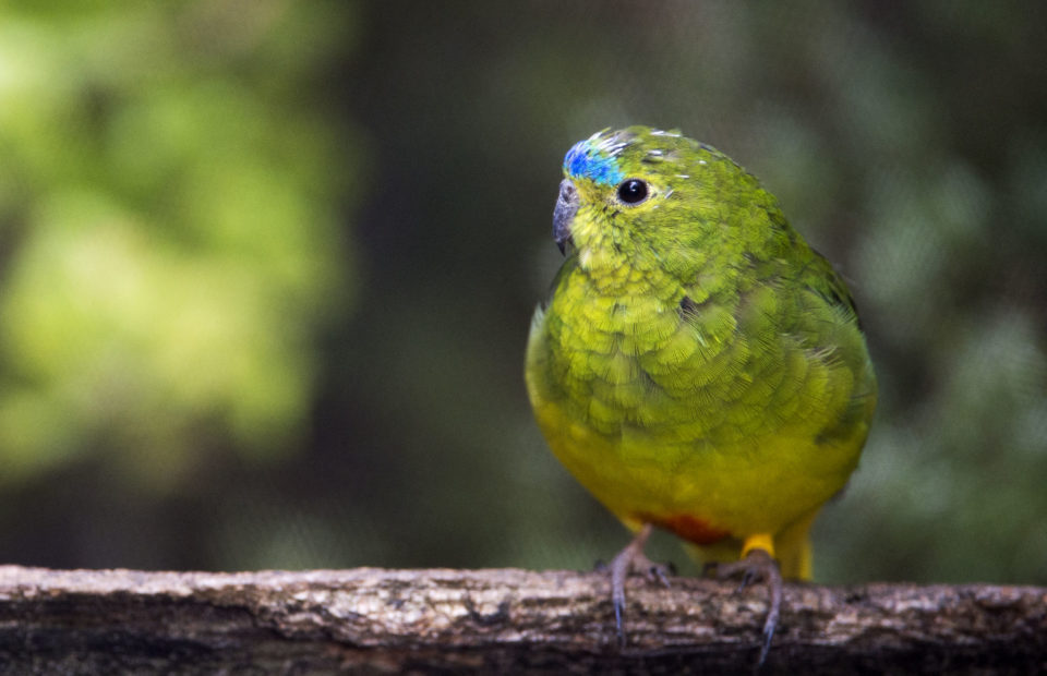 Orange bellied Parrot, critically endangered bird sitting on a branch, bright green plumage with orange belly and blue strip on nose