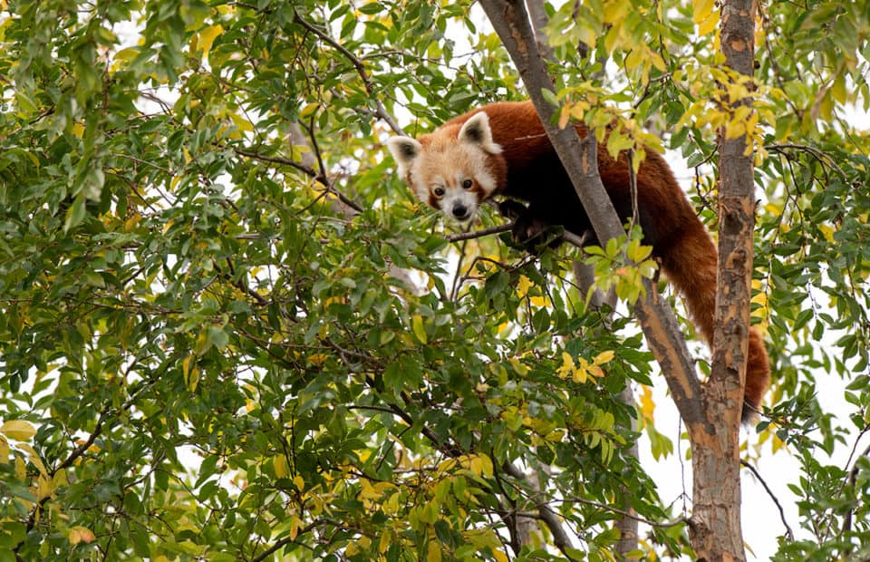 Mishry the Red Panda is up high in a tree. She is looking down at her keeper who is not in the image.
