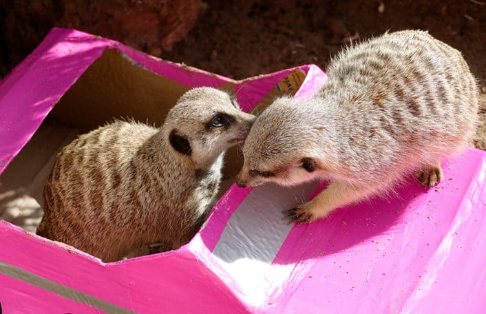 Adelaide Zoo World Meerkat Day enrichment