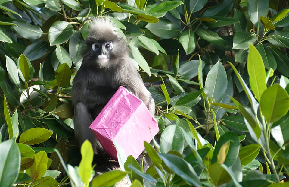 Adelaide Zoo Dusky Leaf-monkey birthday