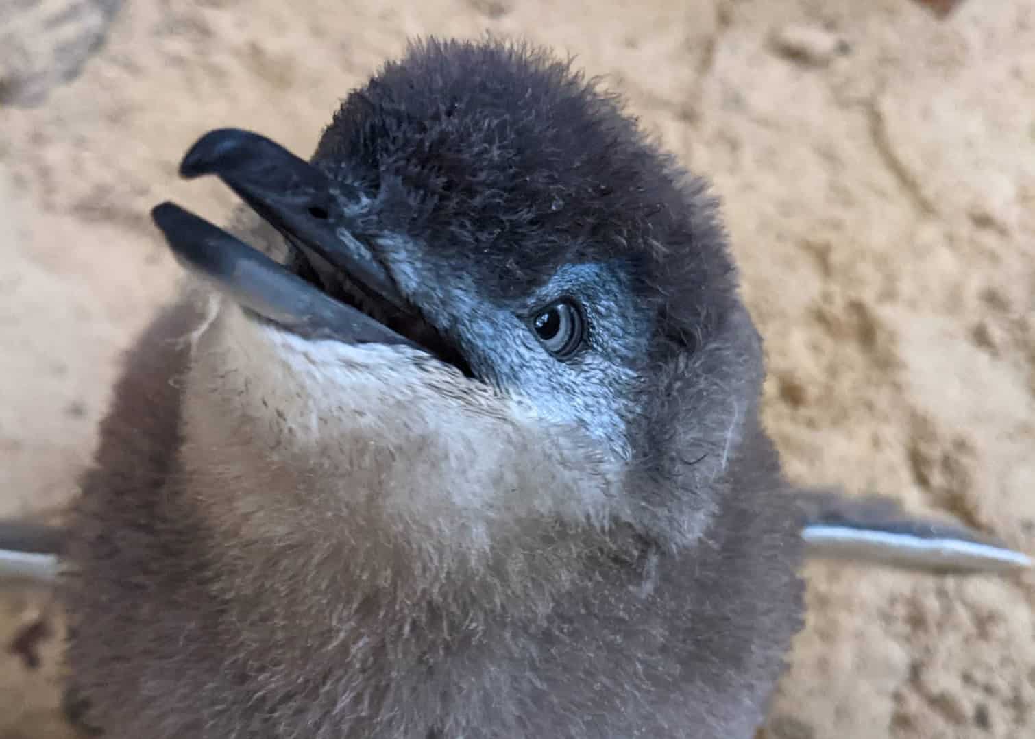 Adelaide Zoo celebrates the pitter patter of Little Penguin feet