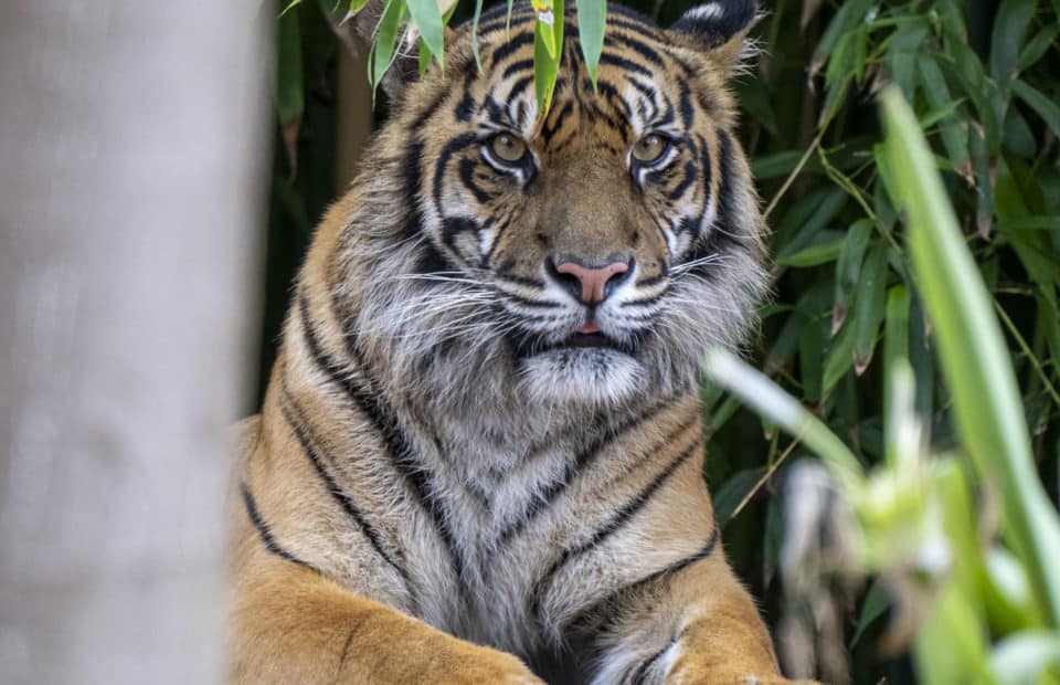 Sumatran Tiger, Delilah