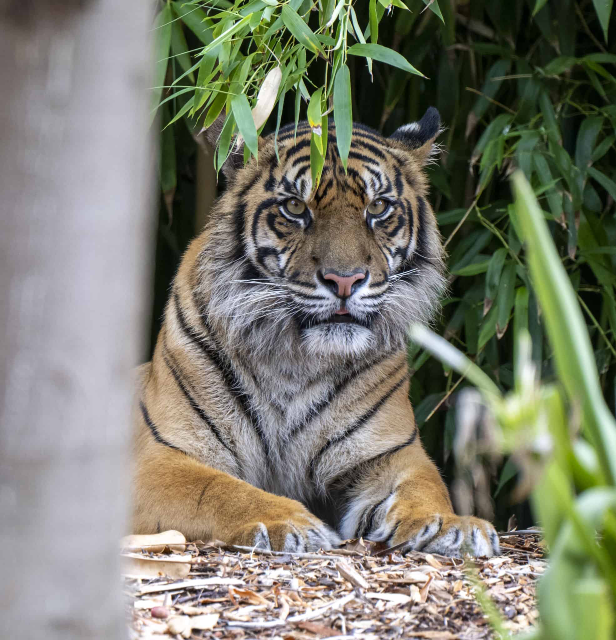 Tiger star shows off her stripes (and spots) at Adelaide Zoo - Adelaide Zoo