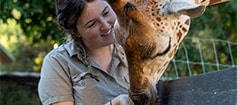 An Adelaide Zoo keeper feeding a Giraffe