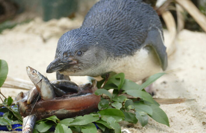 A Little Penguin is leaning over a bowl filled with pilchards. He looks like he is going to eat a pilchard. There are green leaves surrounding the bowl.