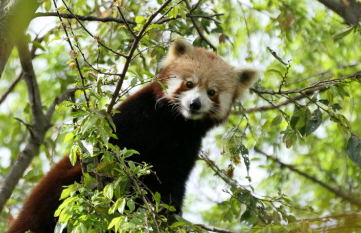 A Red Panda looks down at the camera from the tree. He is surrounded by green leaves and brown branches.