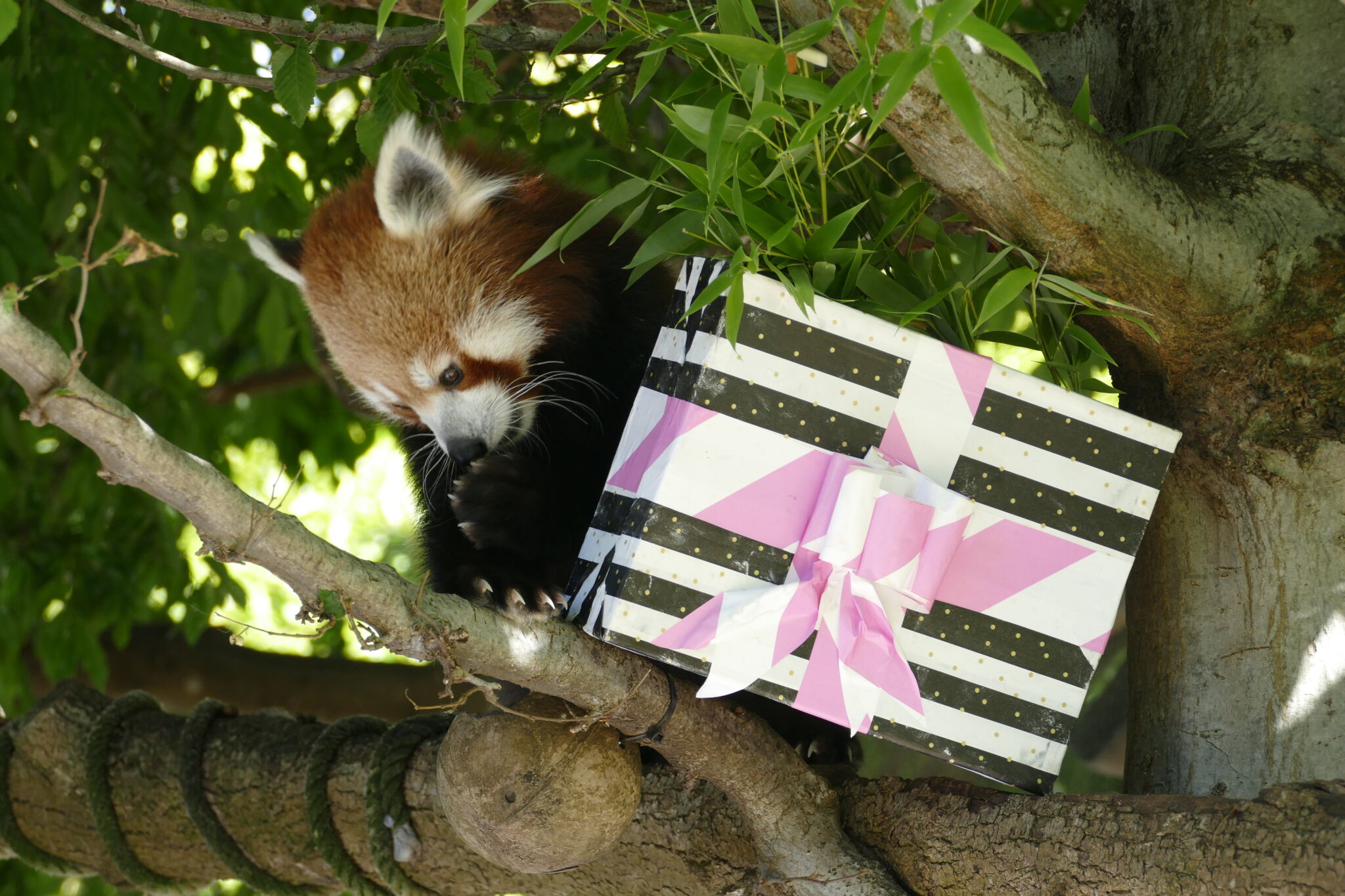Happy Birthday Red Panda