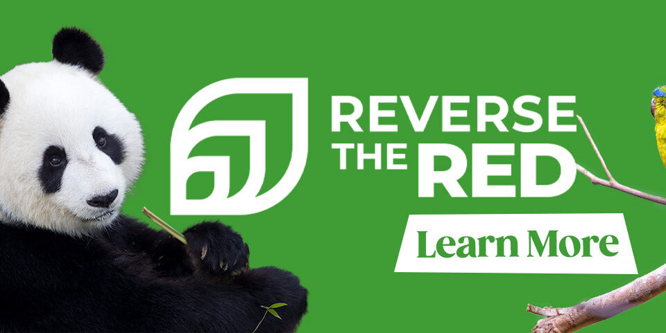 Image showing the 'Reverse the Red' logo surrounded by the silhouettes of a Giant Panda, a Warru, and an Orange bellied parrot.