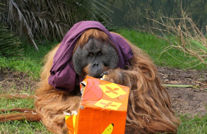 Orangutan Kluet with orange enrichment