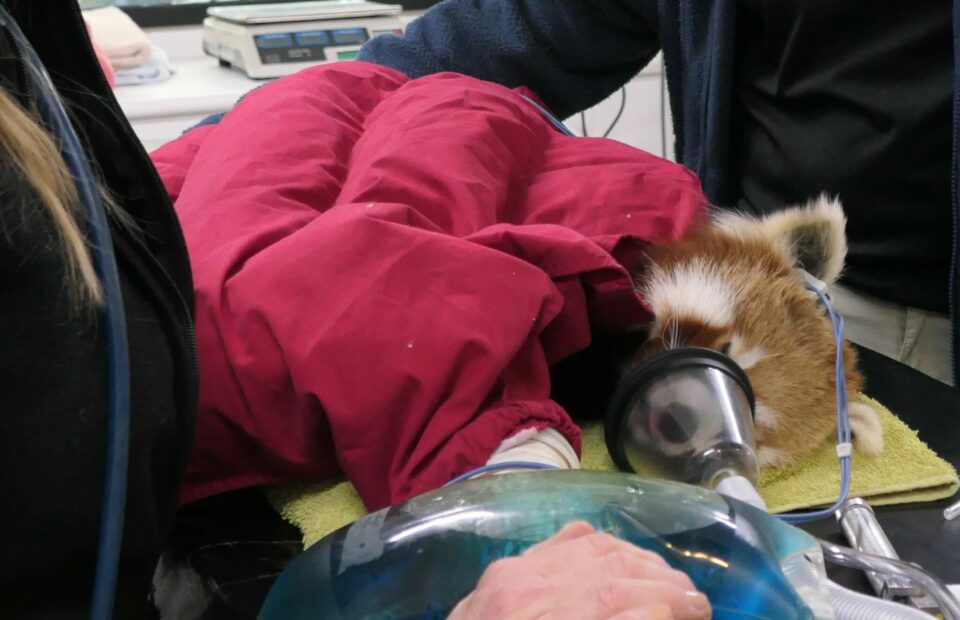 Ravi the Red Panda lies on bed while vets assess