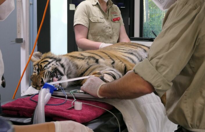 Sumatran Tiger cub in Animal Health Centre being assessed by vet team