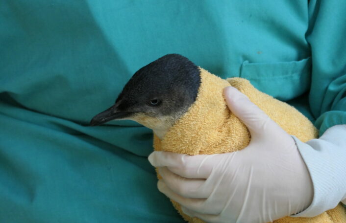 Little Penguin being held wrapped in towel by Animal Health Centre staff