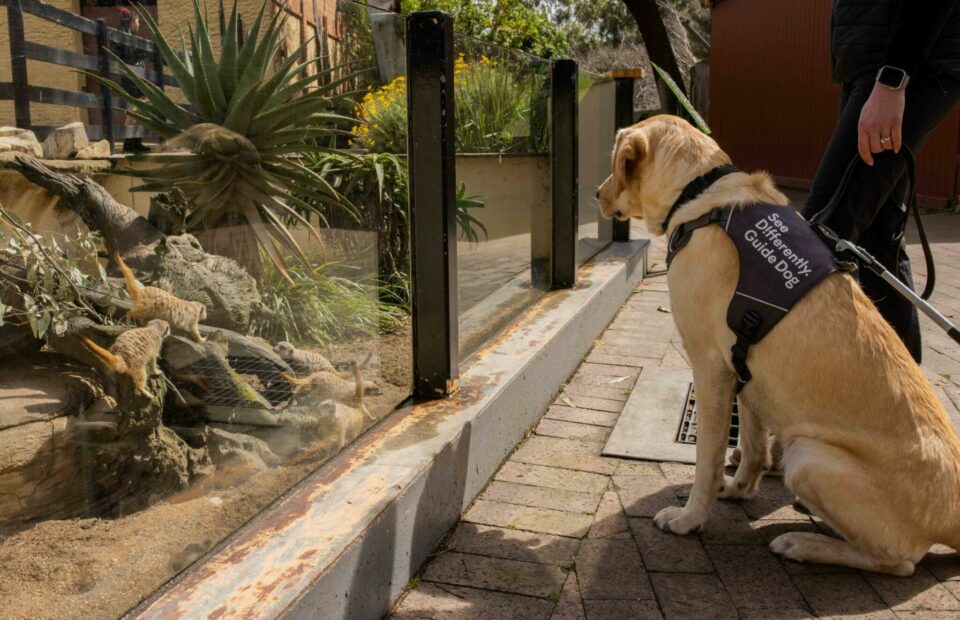 See Differently Guide Dog watches meerkats through glass fence with handler.
