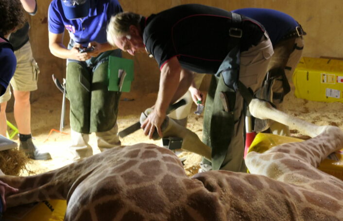 Farrier works on hooves of giraffe under general anaesthetic in giraffe hut