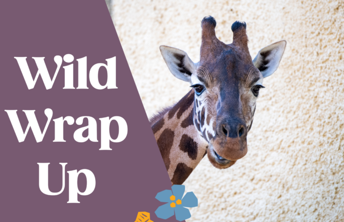 Photo of giraffe with text wild wrap up overlayed