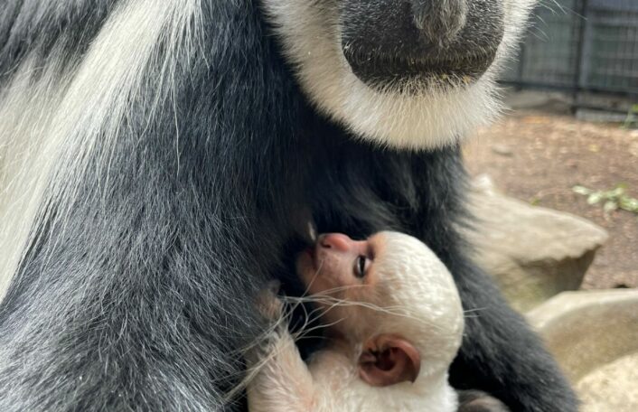 Black-and-white Colobus adult with infant clinging to chest. Infant is completely white.