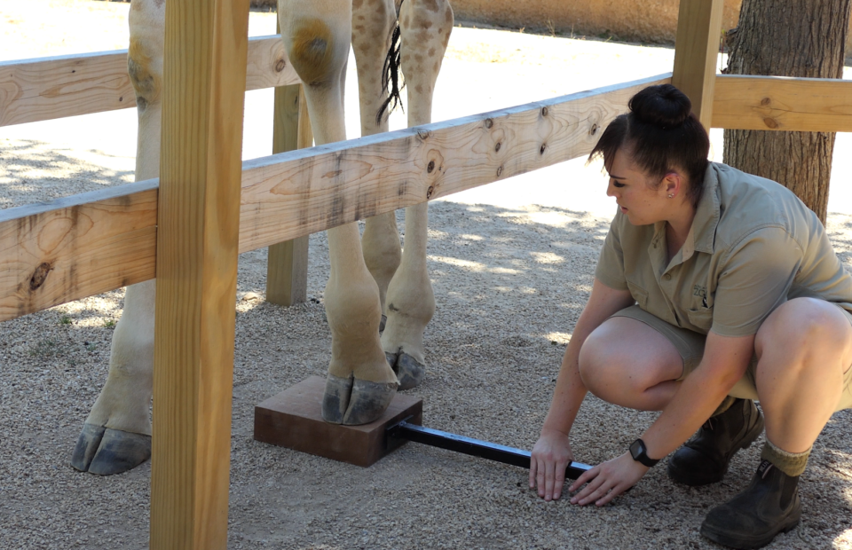 Photo of giraffe feet, one hoof is resting on a training block. Keeper kneels beside giraffe hooves while holding training block.