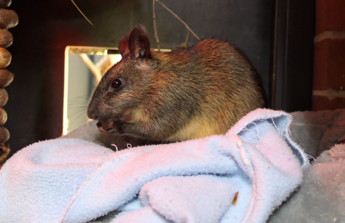Black-footed Tree-rat sits on towel in den while holding and eating a nut.