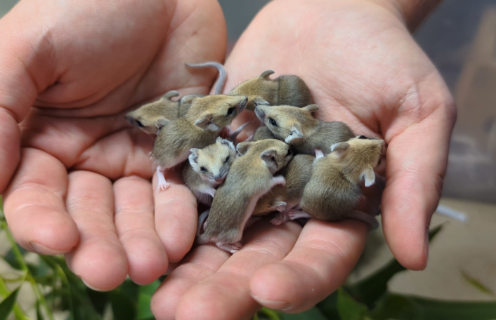 Nine baby Fat-tailed dunnart joeys crawl in keepers hands.