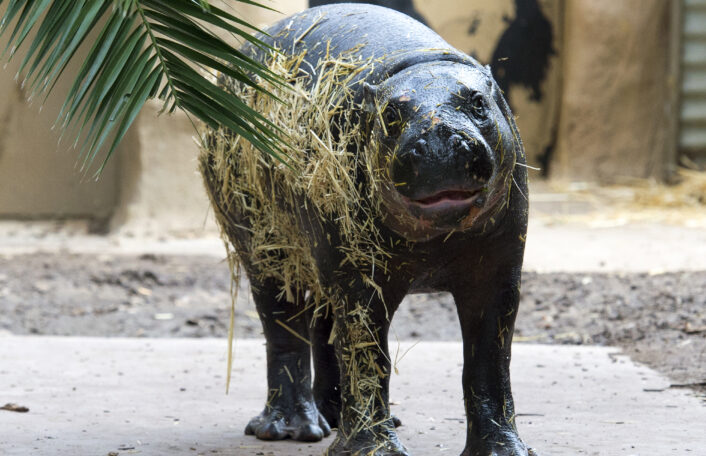 Obi the Pygmy Hippo at Adelaide Zoo