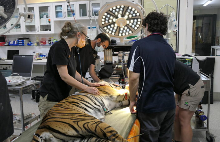 Sumatran Tiger lies on table in animal health centre while two vets and a vet student assess her