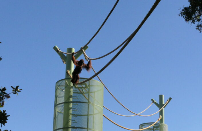 Sumatran Orangutan Puspa using the ropes at the new Orangutan Forest Canopy Trail at Adelaide Zoo