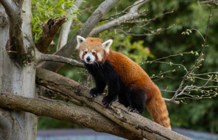 Red Panda looks at camera standing on branch of tree