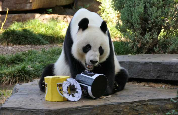 Giant Panda sits on a rock with two enrichment boxes. One box is yellow and one is black and white.