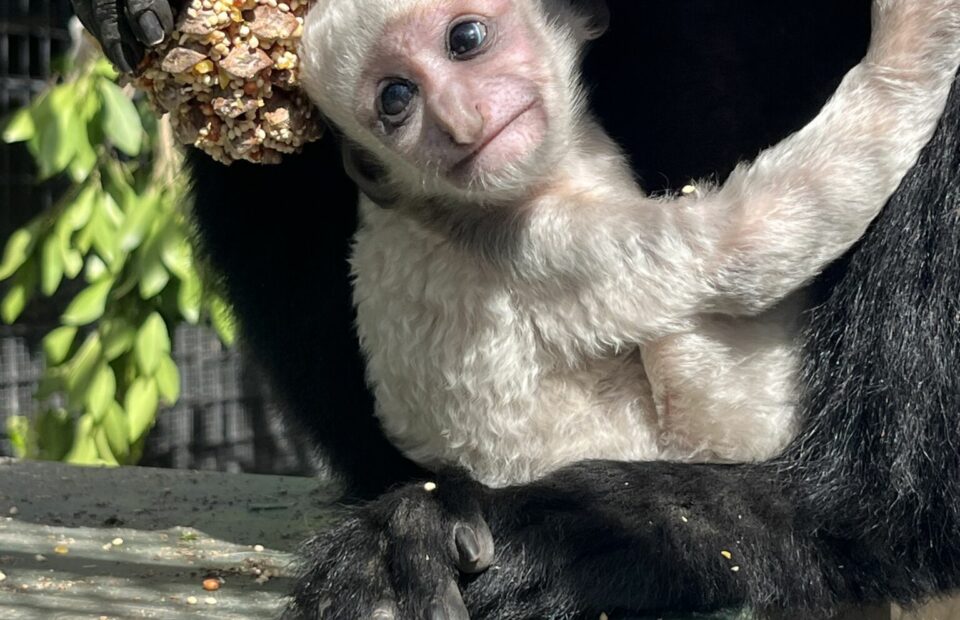 White Chimpanzee Name