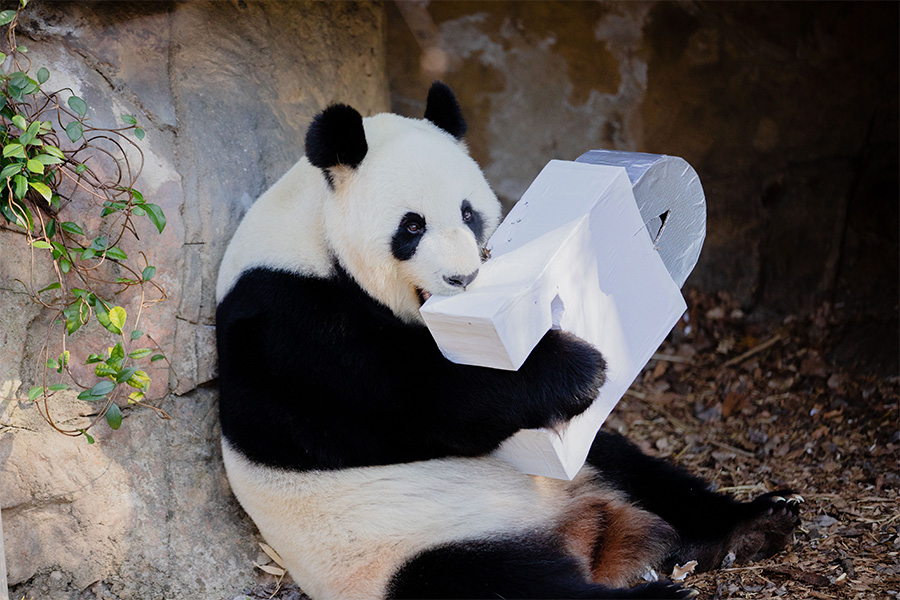 Farewell Wang Wang and Fu Ni Adelaide Zoo