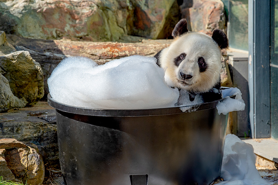 Giant Panda rests in a black tub full of bubbles having a bubble bath