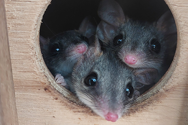 Tiny species celebrate big conservation wins for World Wildlife Day