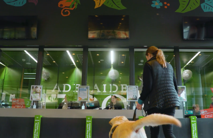 a visitor approaching Adelaide Zoo admissions desk with their guide dog