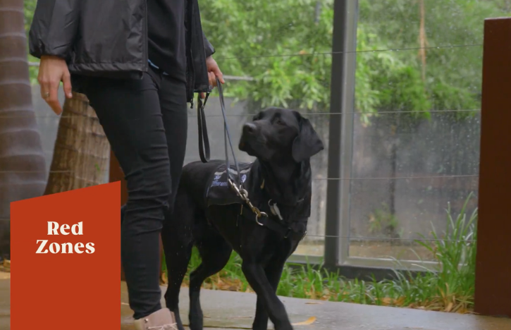 a guide dog at Adelaide Zoo with an overlay graphic titled Red Zones