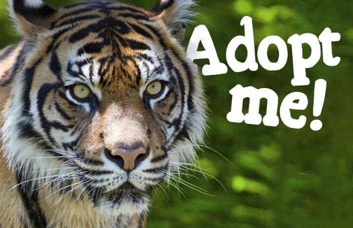 Adopt a Sumatran Tiger
