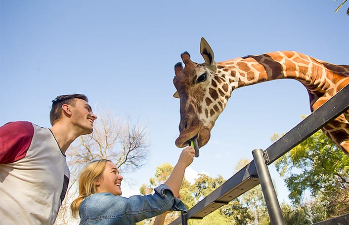 Smiling couple feeding a Giraffe carrots at Adelaide Zoo