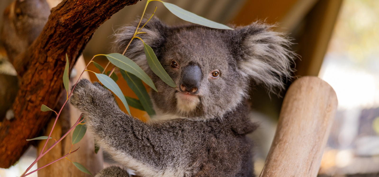 Koala in a tree during a Koala Encounter at Adelaide Zoo