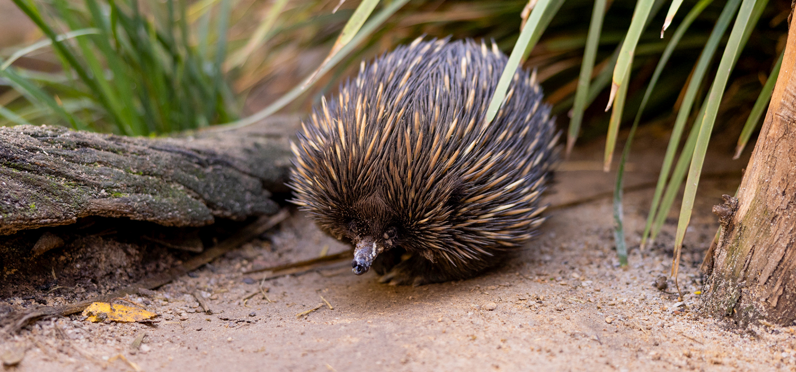 Whitney the Echidna walking on the ground during a Koala encounter at Adelaide Zoo