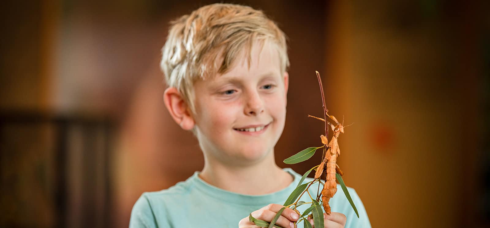 Boy inspecting a stick insect