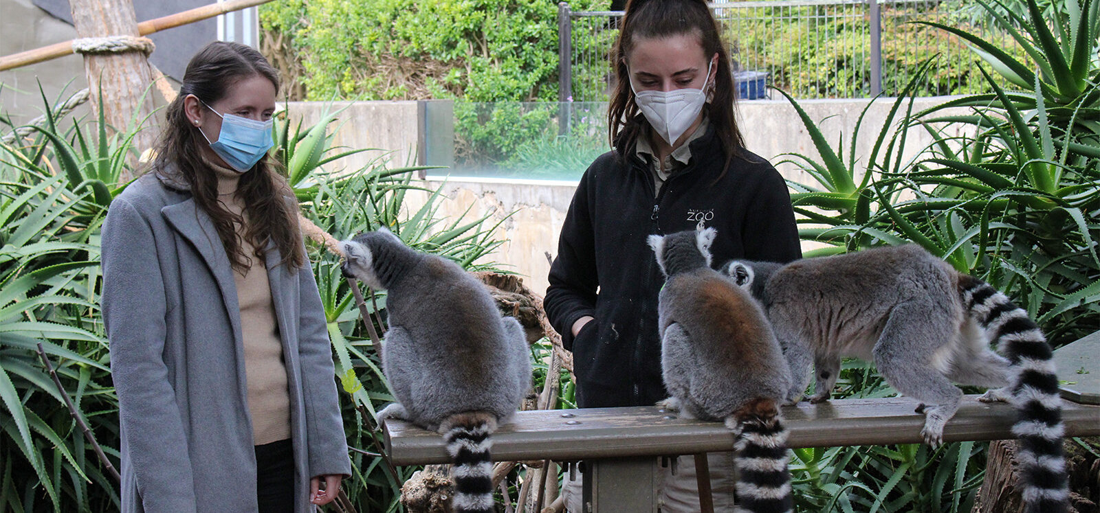 Lemur Encounter at Adelaide Zoo - Let our lemurs leap on you