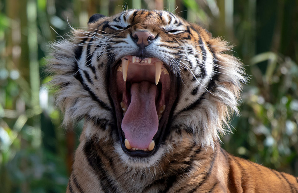 Sumatran Tiger roaring at Adelaide Zoo