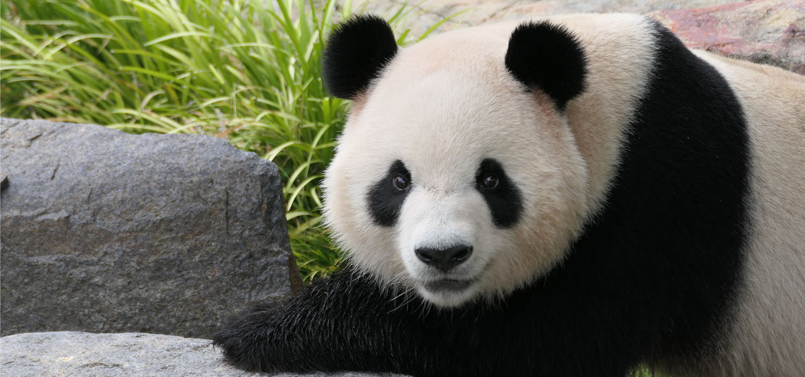 Panda and Friends - Meet our playful pandas at Adelaide Zoo