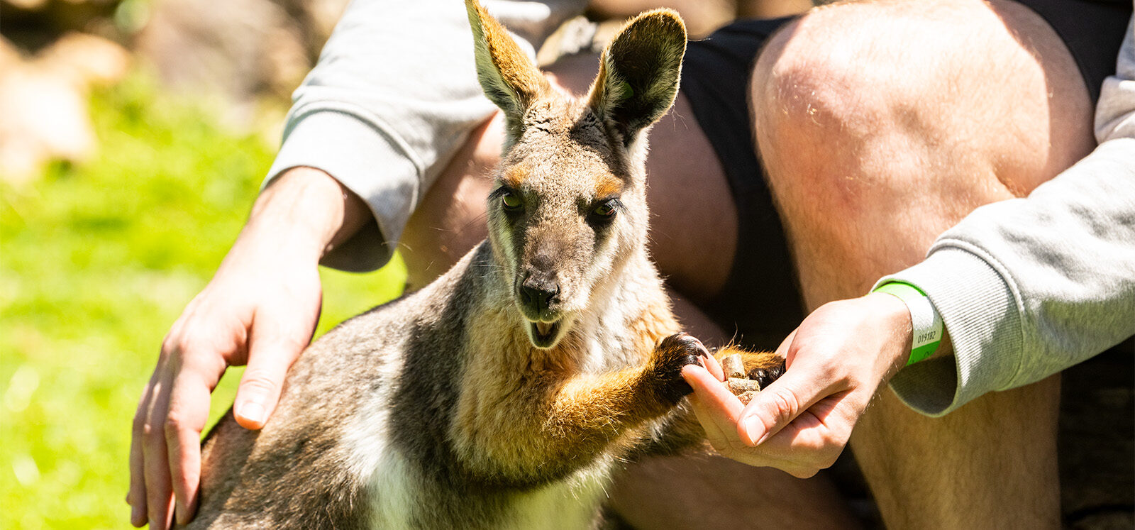 Yellow-footed Rock-wallaby with paws resting on human's hand who is crouching down. Wallaby is munching on pellets from the human's hands