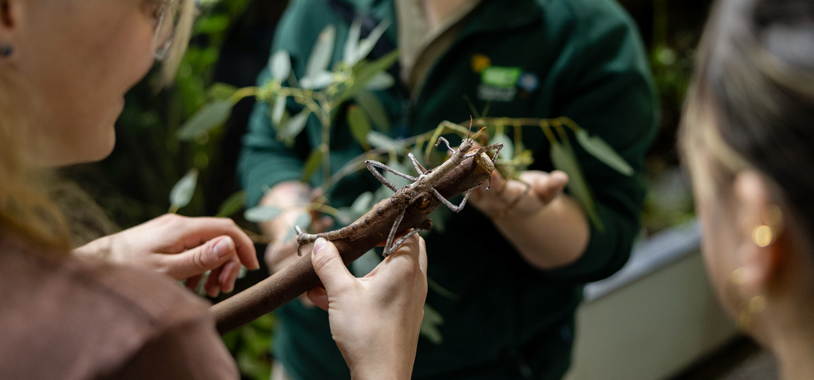 Adelaide zoo visitor learning to hold a stick insect with the help of a zoo keeper.