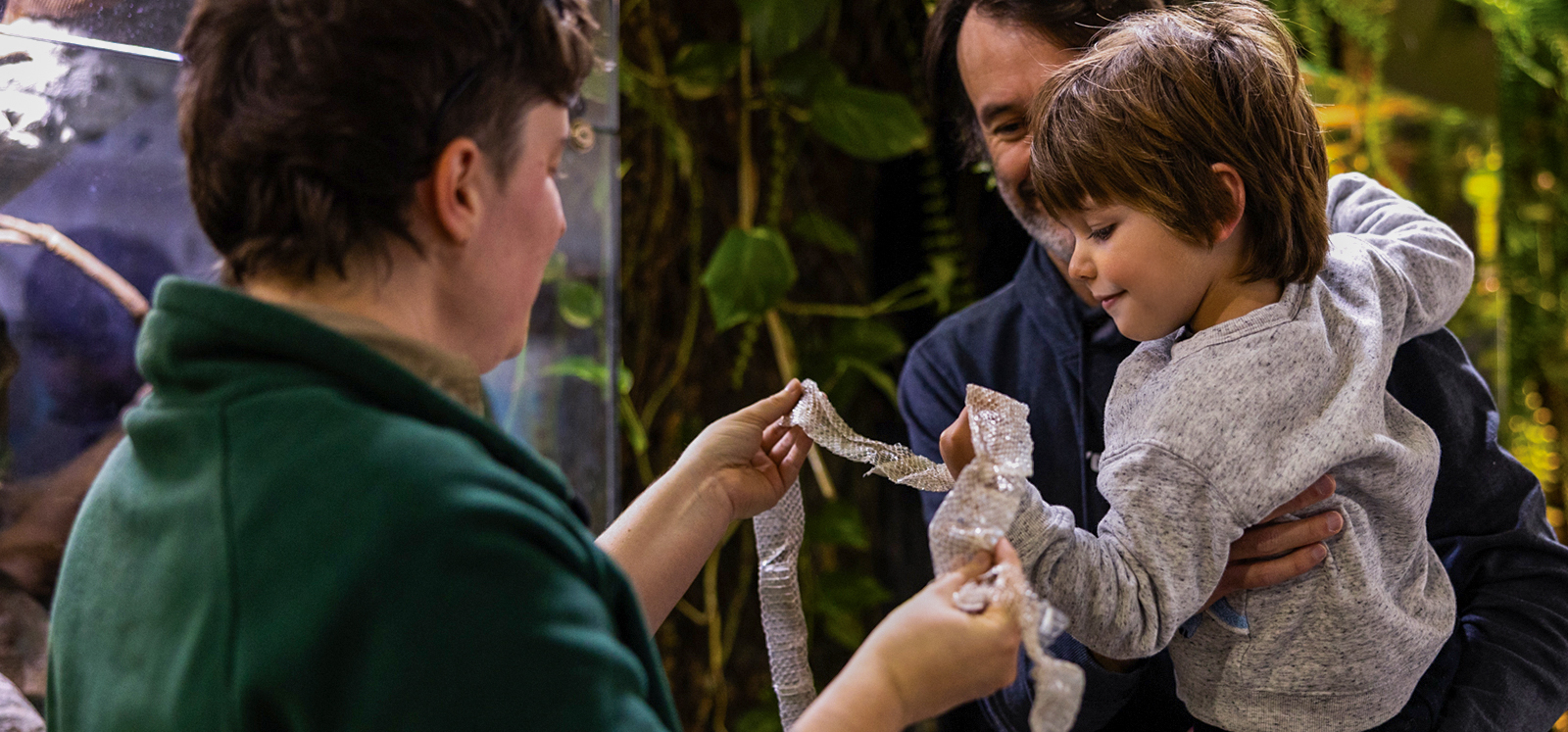 Zoo keeper showing a child a shed snake skin at Adelaide Zoo.