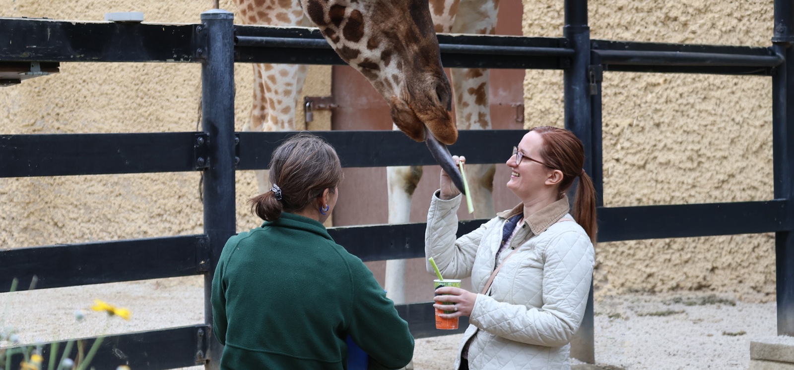 A woman laughs while hand-feeding a giraffe celery, with a keeper close at hand.